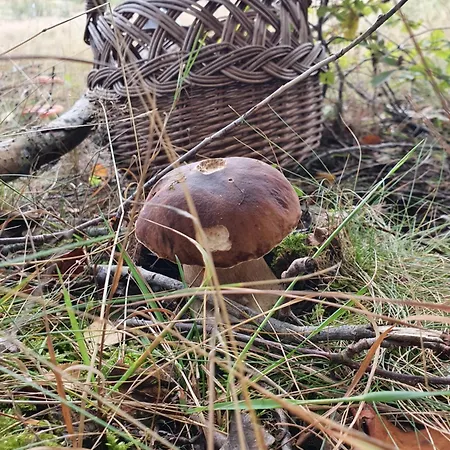 Schody Do Wody Z Linia Brzegowa Kaszuby Sauna Goraca Balia Alpstuga Roztoka (Gdansk)
