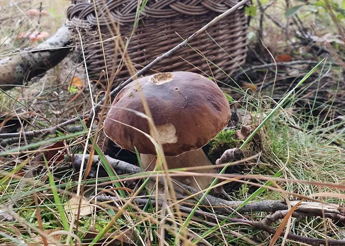 Schody Do Wody Z Linia Brzegowa Kaszuby Sauna Goraca Balia Chalet Roztoka (Gdansk)